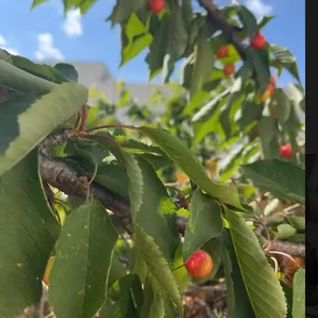 La Caroline 2 וילה מונפלייה