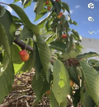 La Caroline 2 * מונפלייה