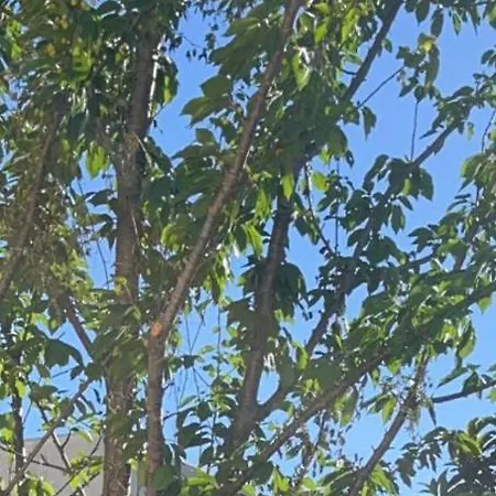 וילה La Caroline 2